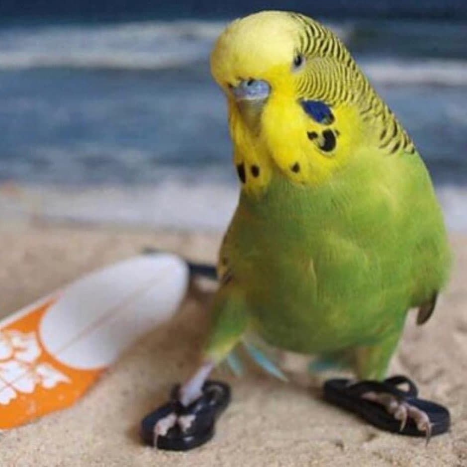 Совиный попугай какапо