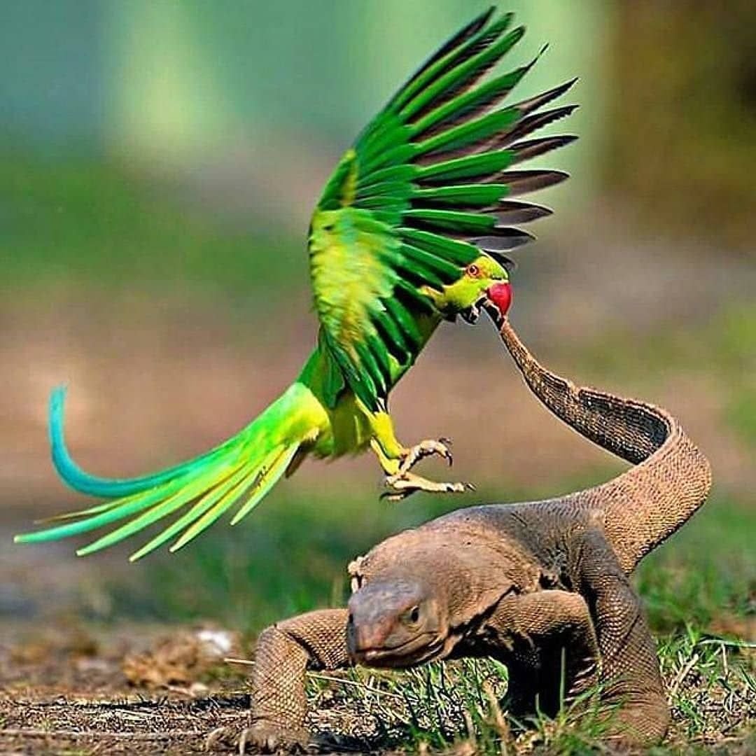 Мортимер попугай