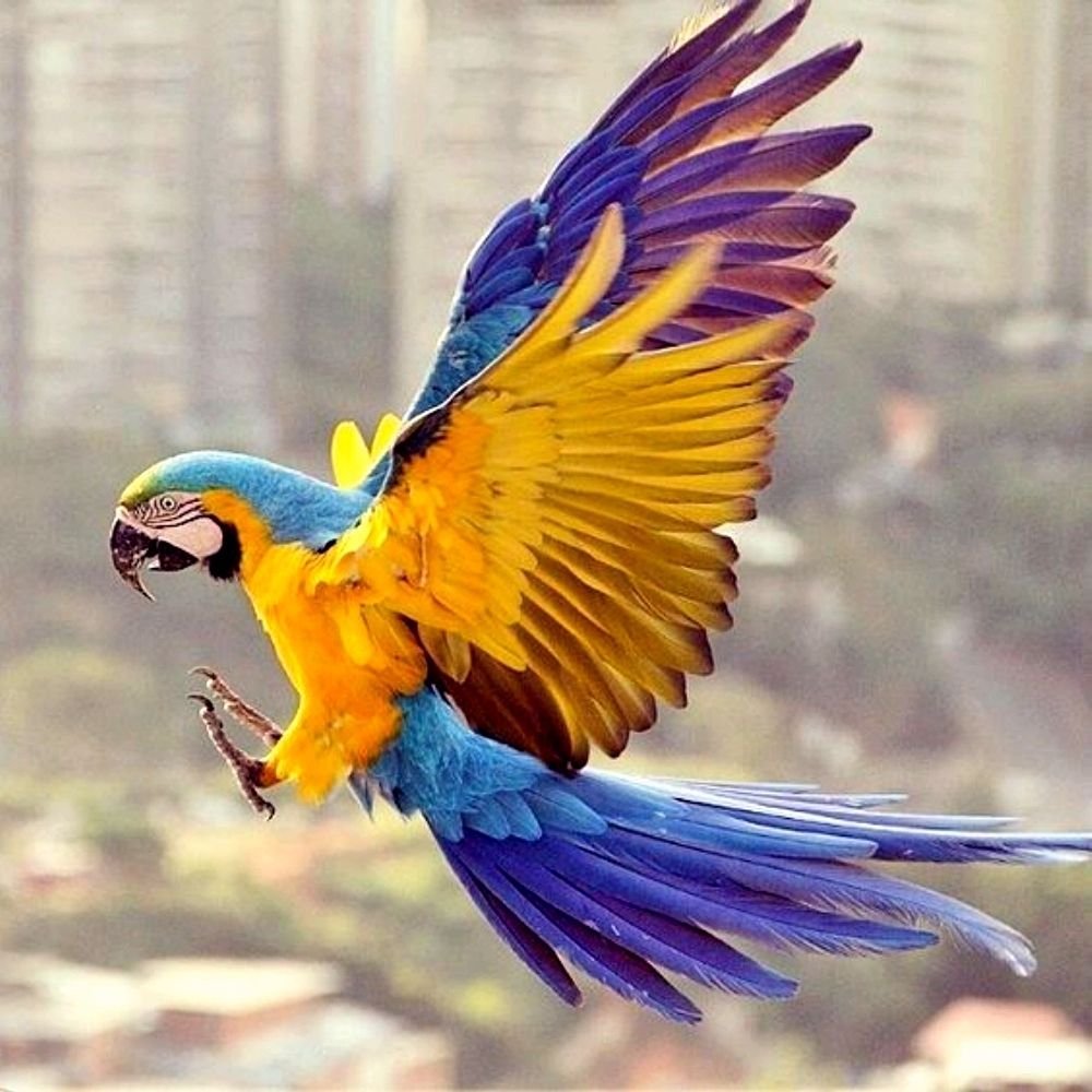 Попугай и курица