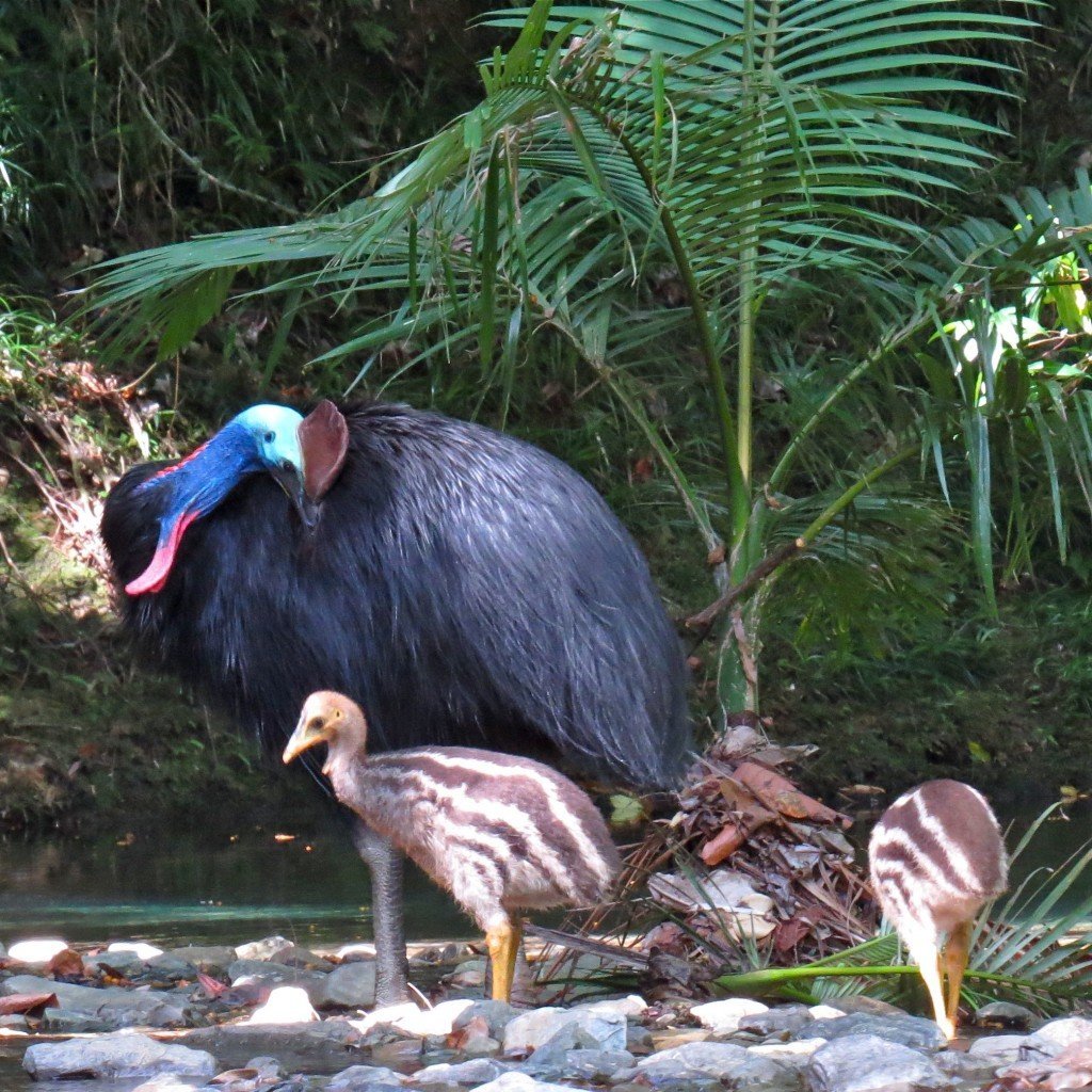 Ареал обитания какапо
