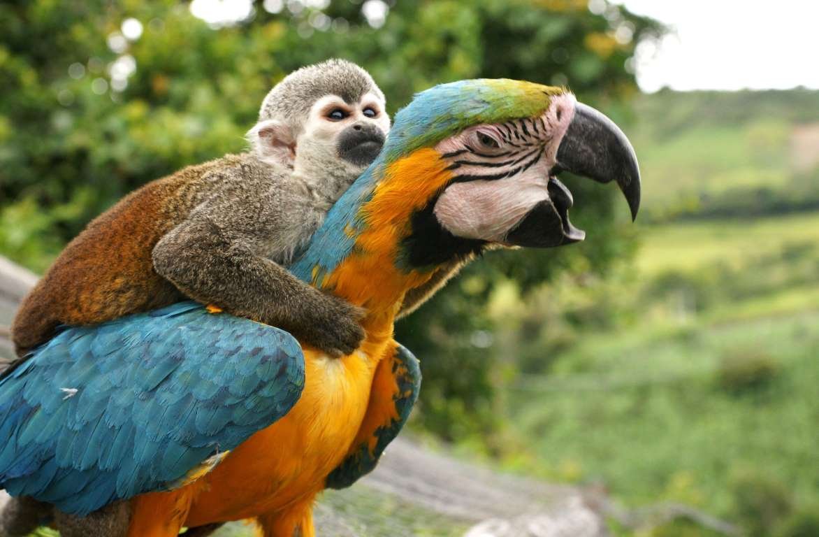 Попугай корелла Эстетика