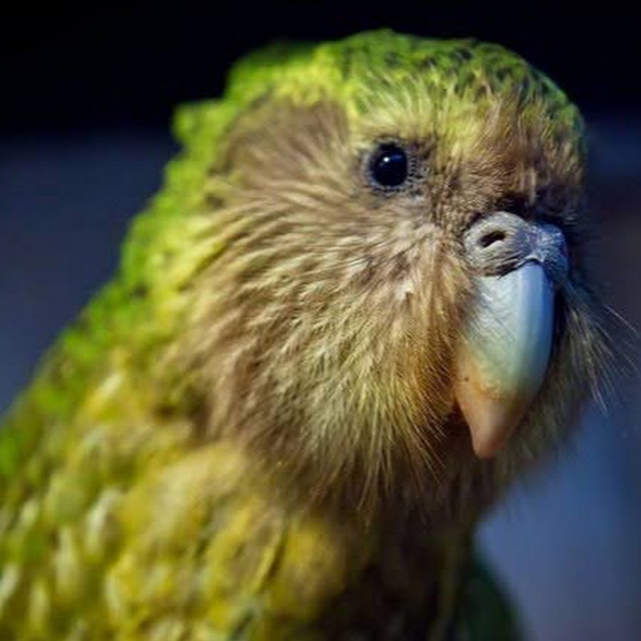 Попугай какапо новая Зеландия