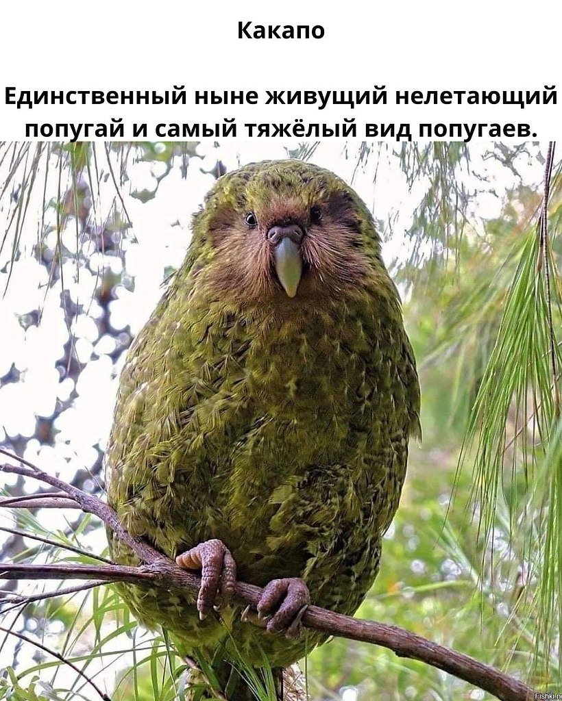 Какапо птица как совершают самоубийство