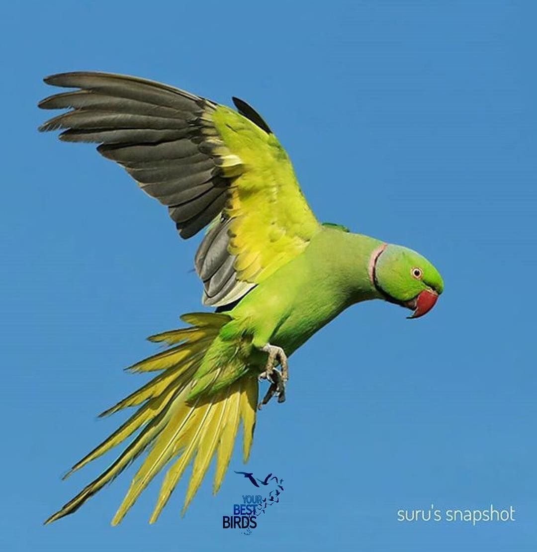 Попугай какапо