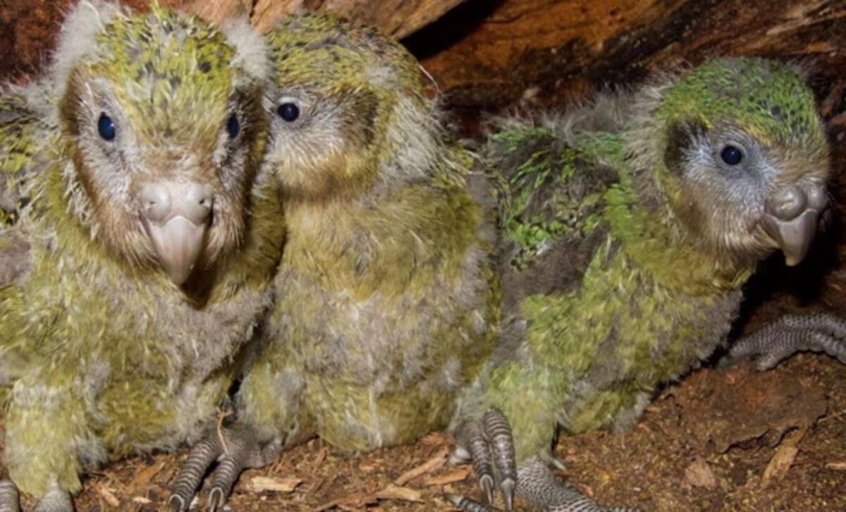 Ораньжевыйволнистый поп