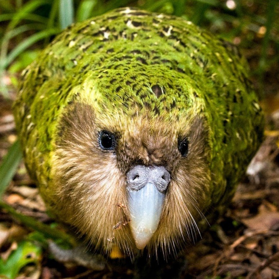 Шлемоносный казуар Австралии