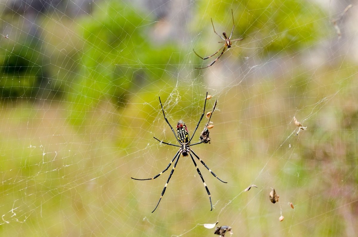 Паук сенокосец паутина
