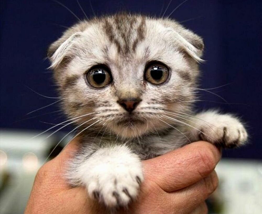 Кот в сапогах милые глазки