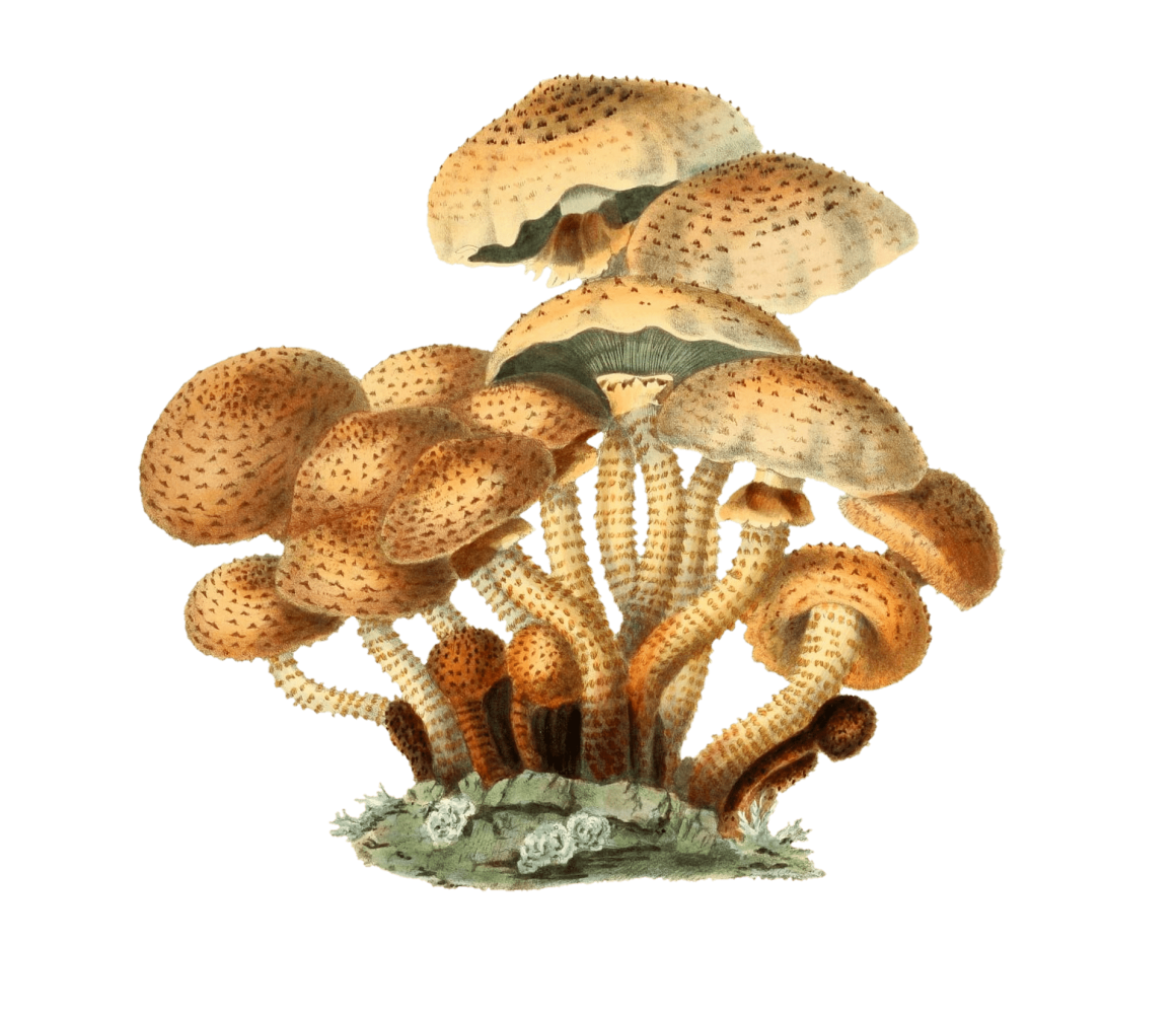 Гриб Ложноопенок чешуйчатка