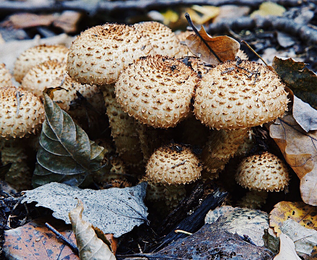 Чешуйчатка обыкновенная съедобная