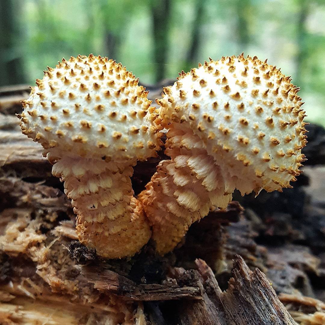 Чешуйчатка чешуйчатовидная