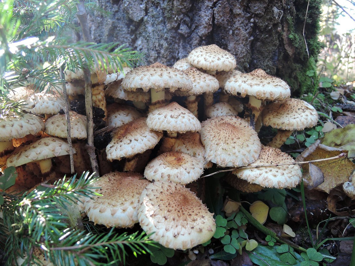 Чешуйчатка золотистая (Pholiota aurivella)