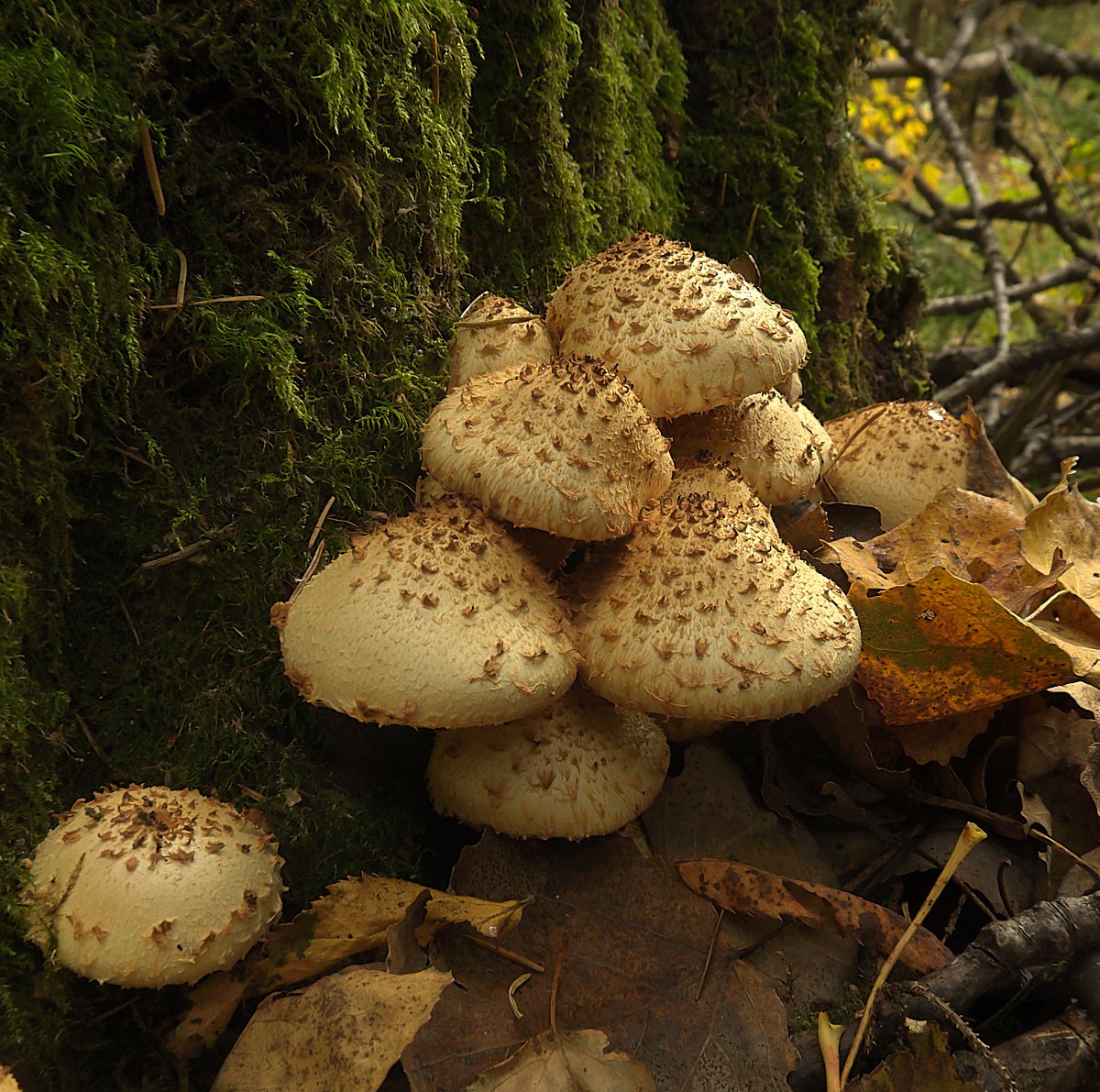 Чешуйчатка обыкновенная Pholiota squarrosa