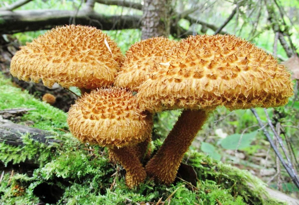 Чешуйчатка Ольховая гриб