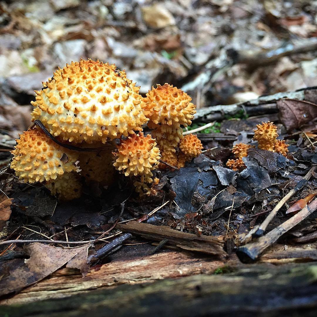 Чешуйчатка обыкновенная несъедобная