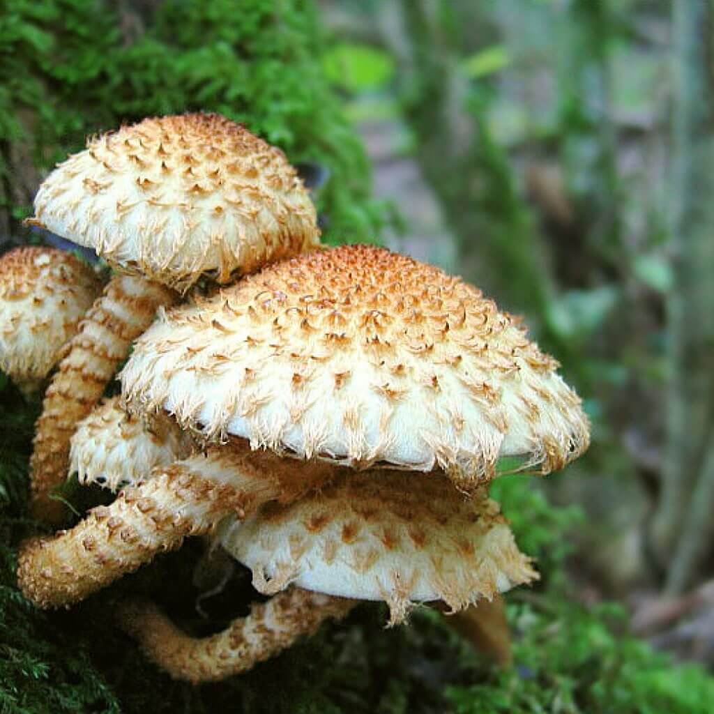 Чешуйчатка Огненная Pholiota Flammans