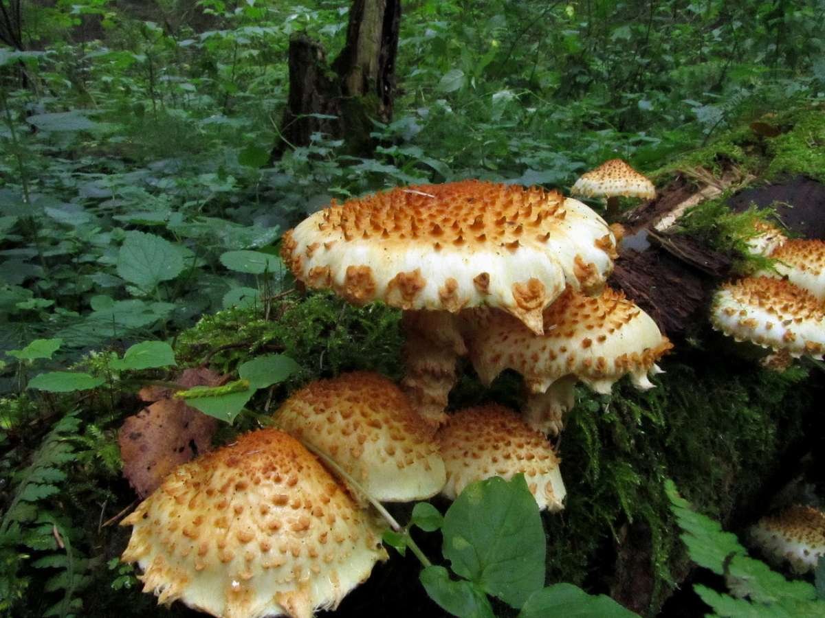Чешуйчатка чешуйчатовидная Pholiota squarrosoides