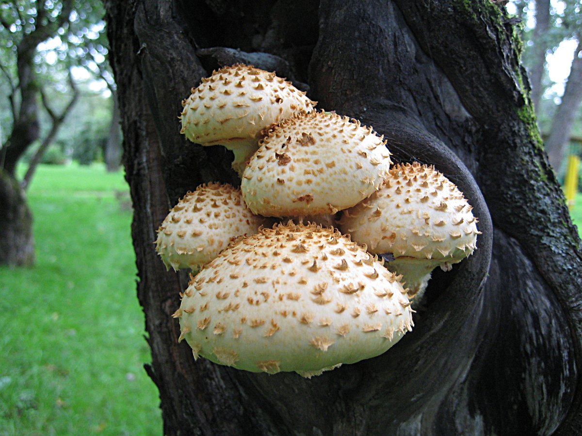 Гриб чешуйчатка обыкновенная Pholiota squarrosa