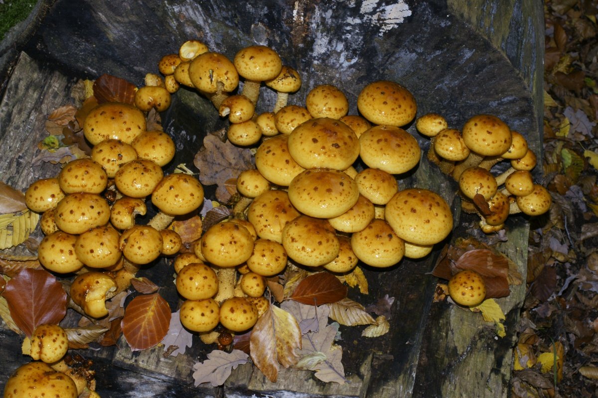 Насекомые питающиеся грибами