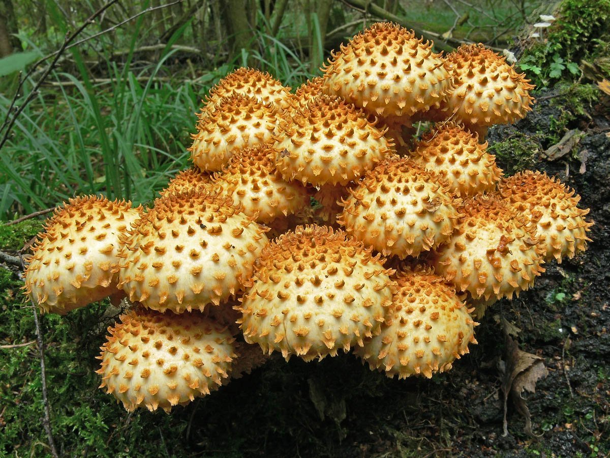 Гриб чешуйчатка Тополиная