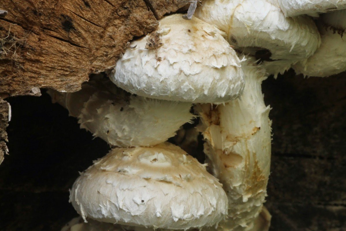 Насекомые Мексики