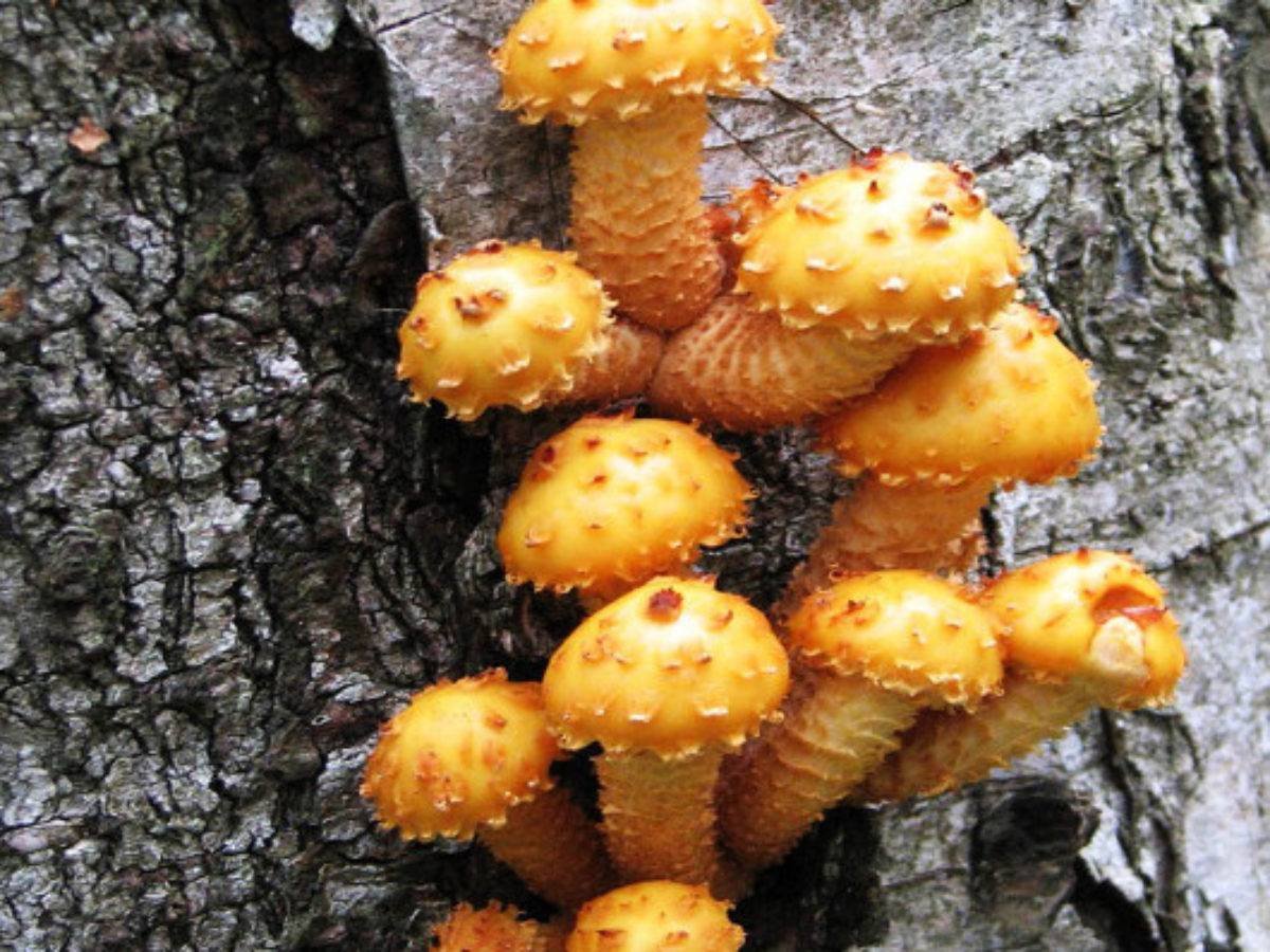 Самые необычные насекомые