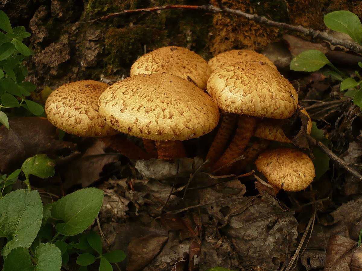 Чешуйчатки насекомые
