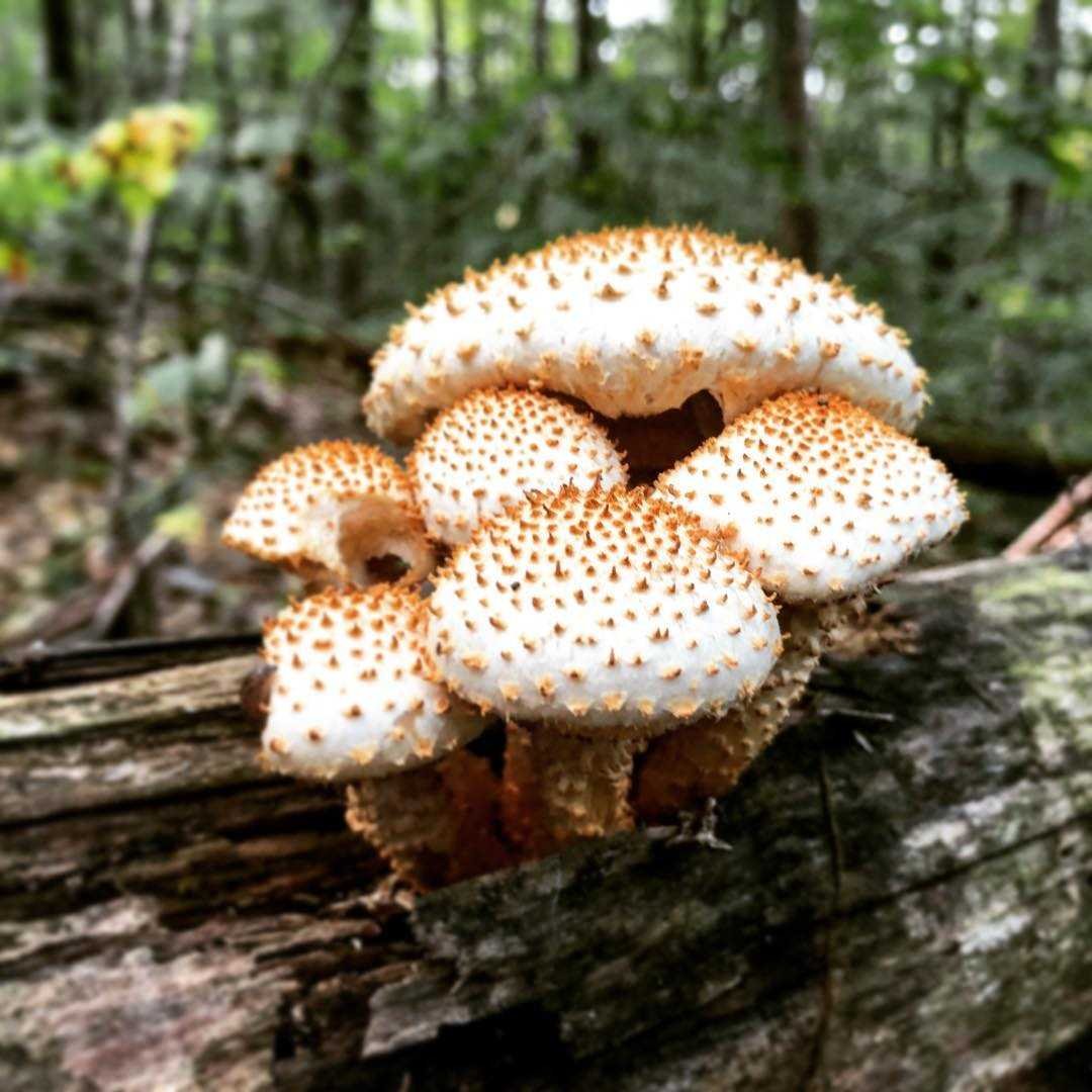 Чешуйчатка золотистая (Pholiota aurivella)