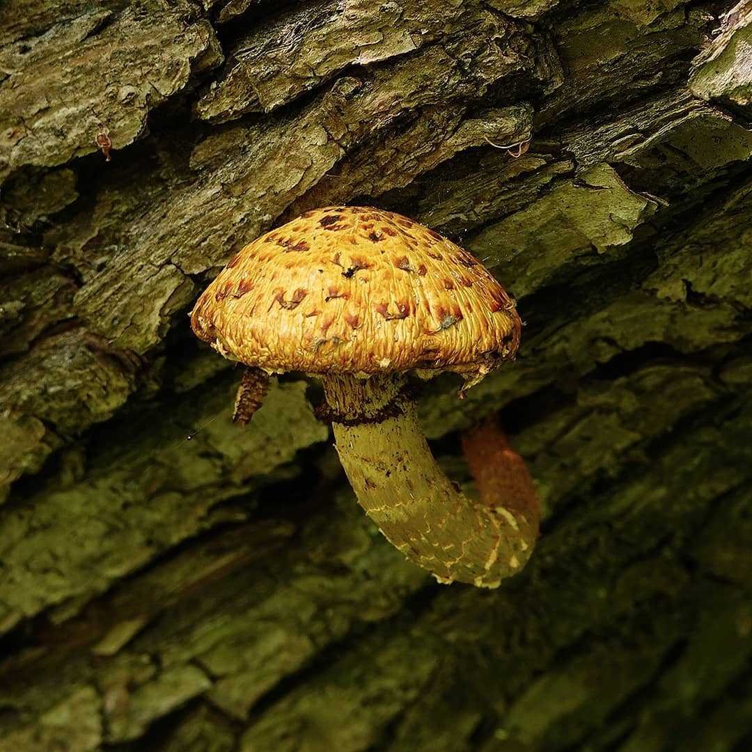 Опята Ботаническая иллюстрация