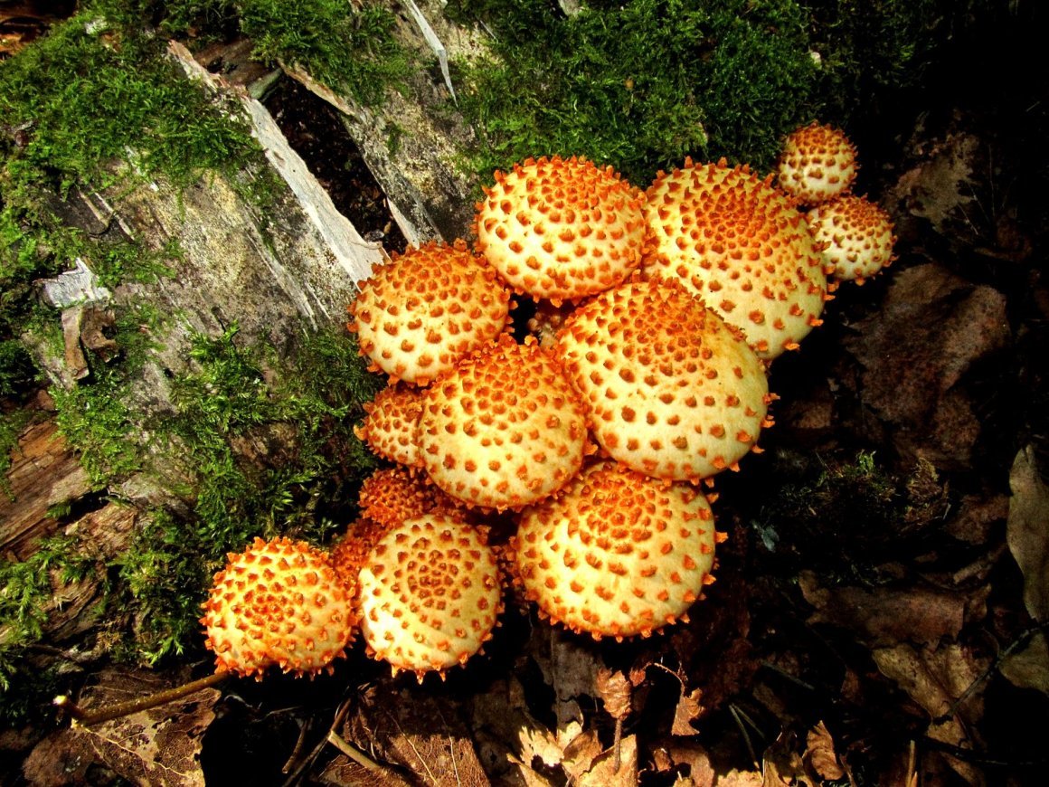 Чешуйчатые грибы Подмосковье