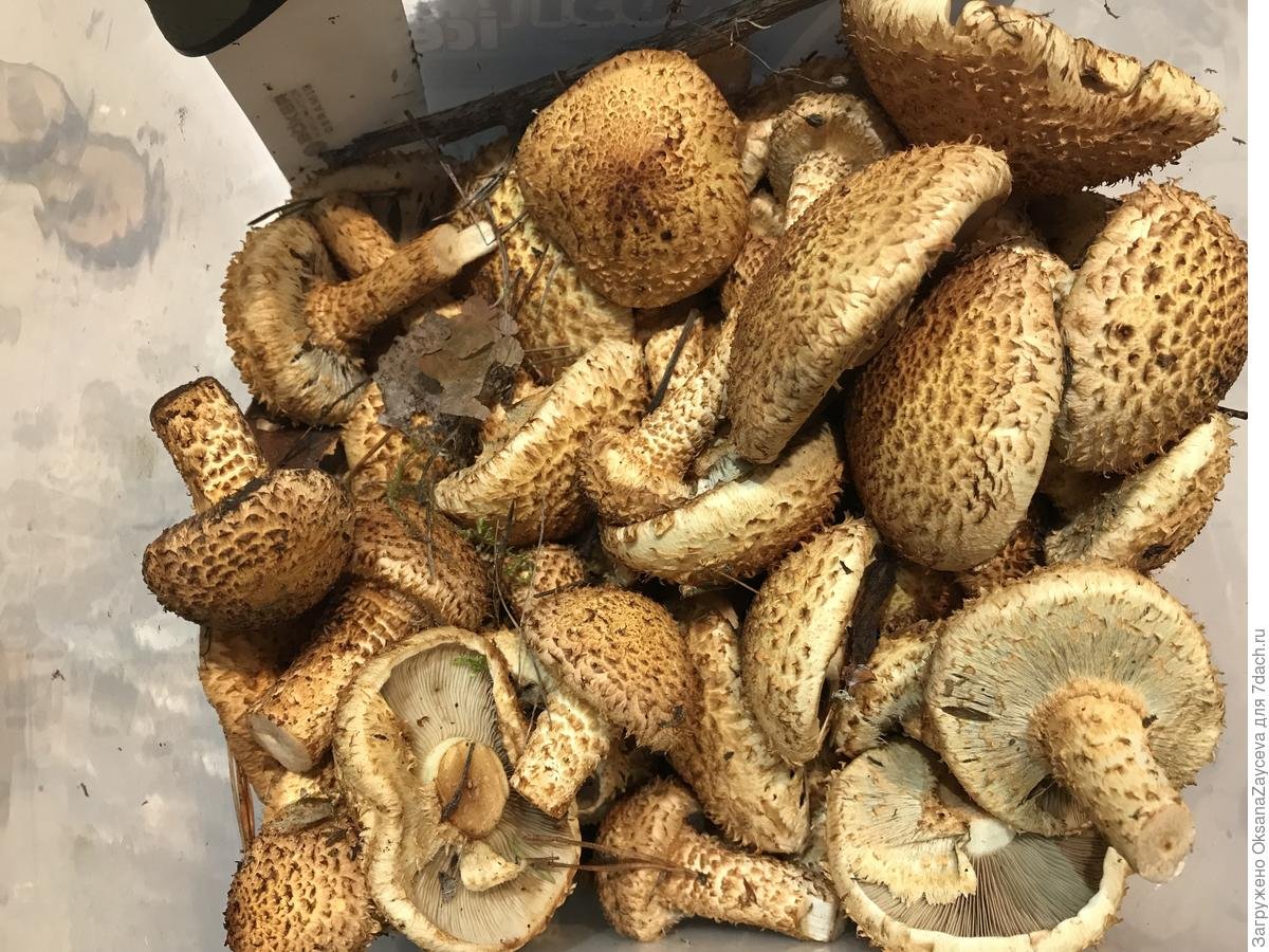 Чешуйчатка золотистая гриб