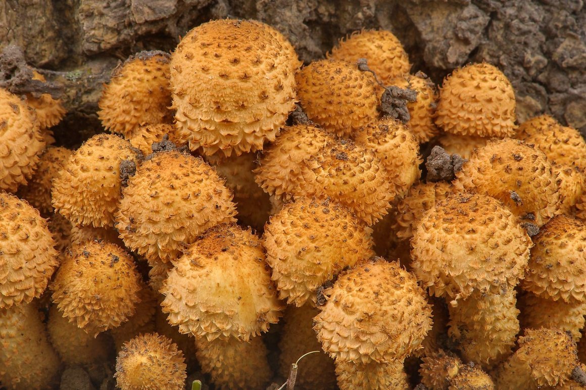 Пряная чешуйчатка съедобная