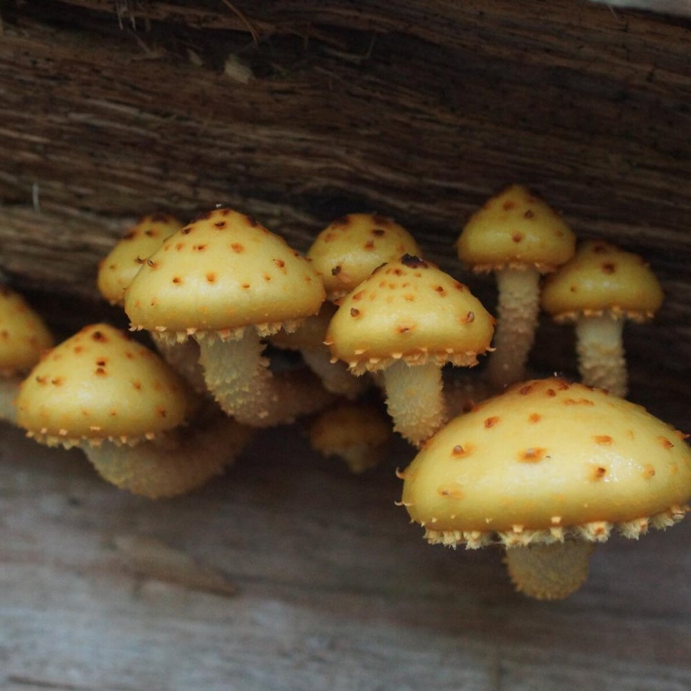 Чешуйчатка Ольховая съедобная