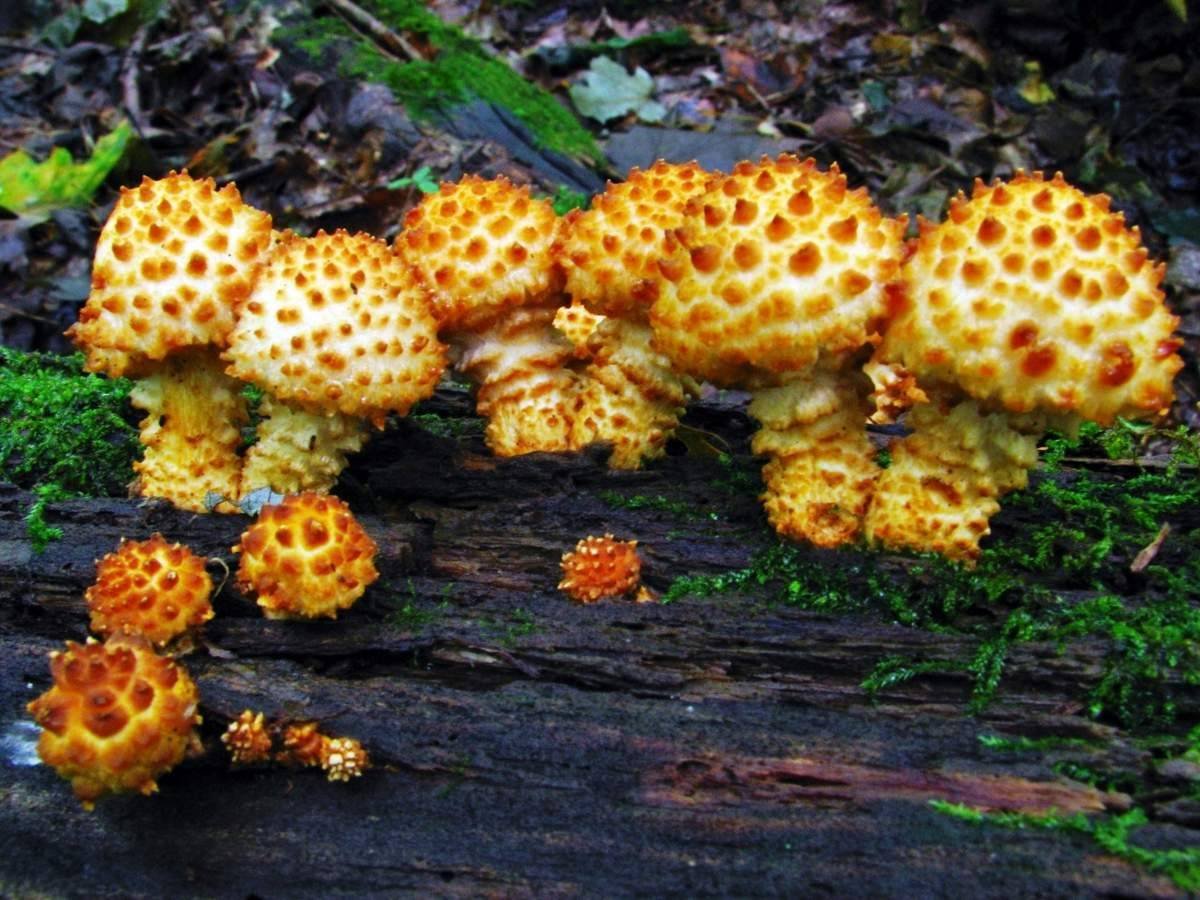 Чешуйчатка Тополевая