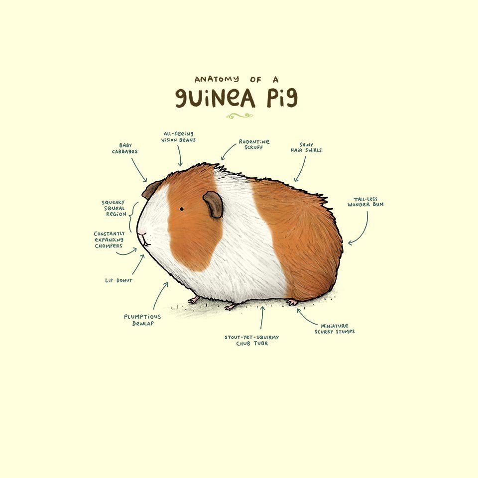 Хомяк и собака