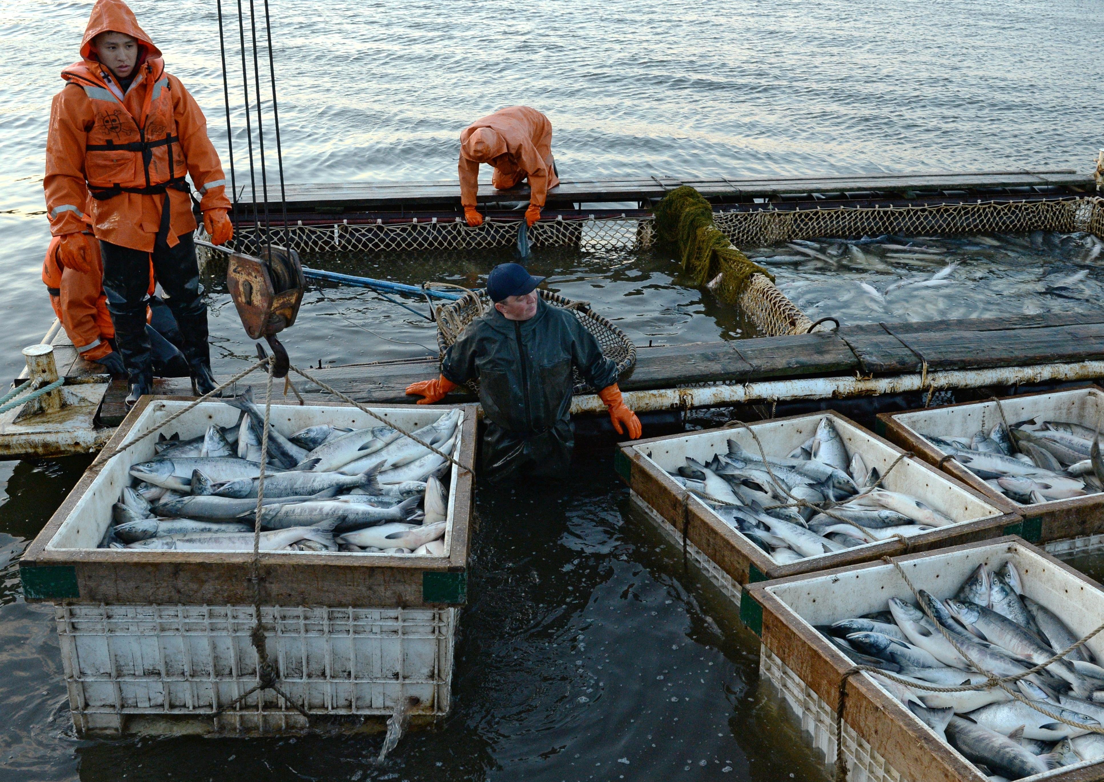 Морской рыбный промысел. Берингово море рыболовство. Рыбный промысел в Беринговом море. Рыбное хозяйство. Рыбный промысел на Дальнем востоке.