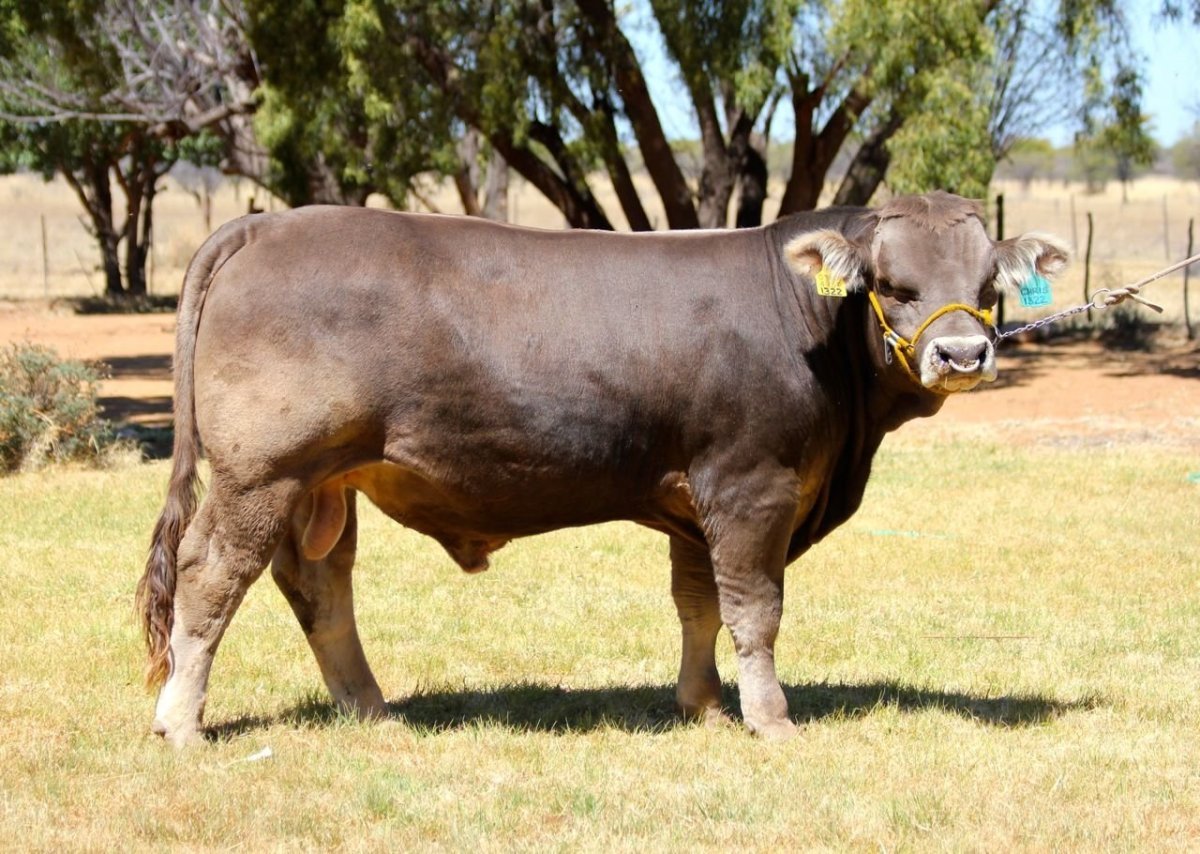 Бурая швицкая порода коров