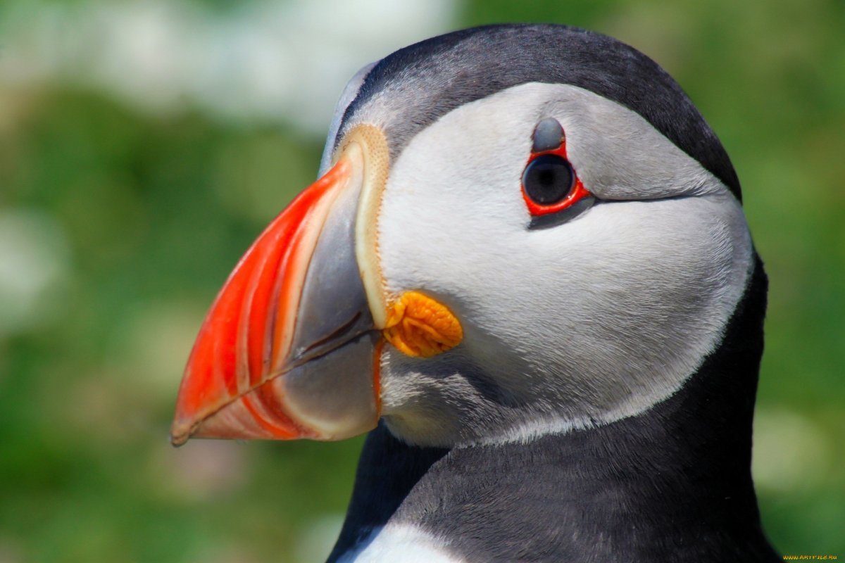 Атлантический тупик клюв