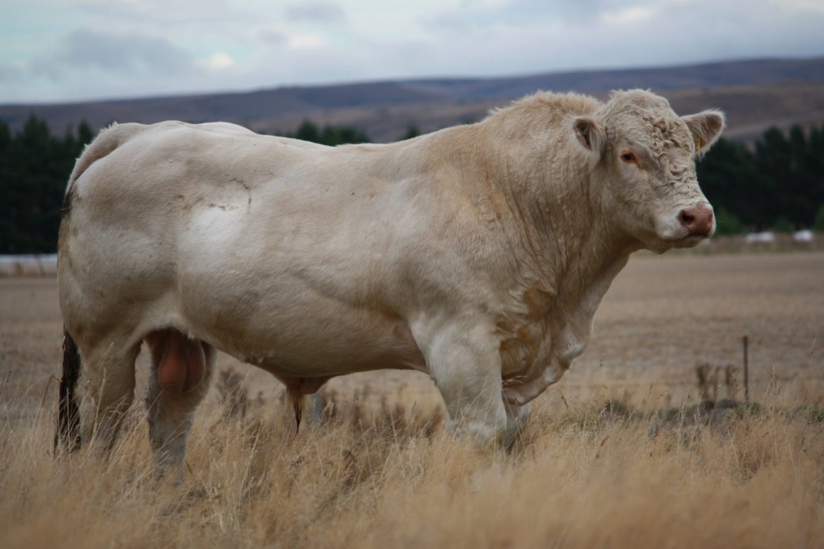 Красные Абердин ангусы телята