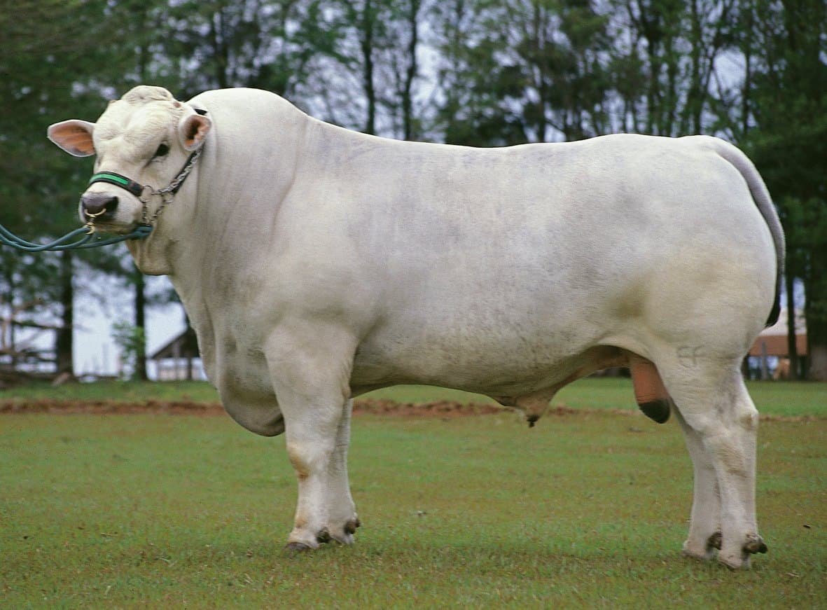 Санта Гертруда порода Быков