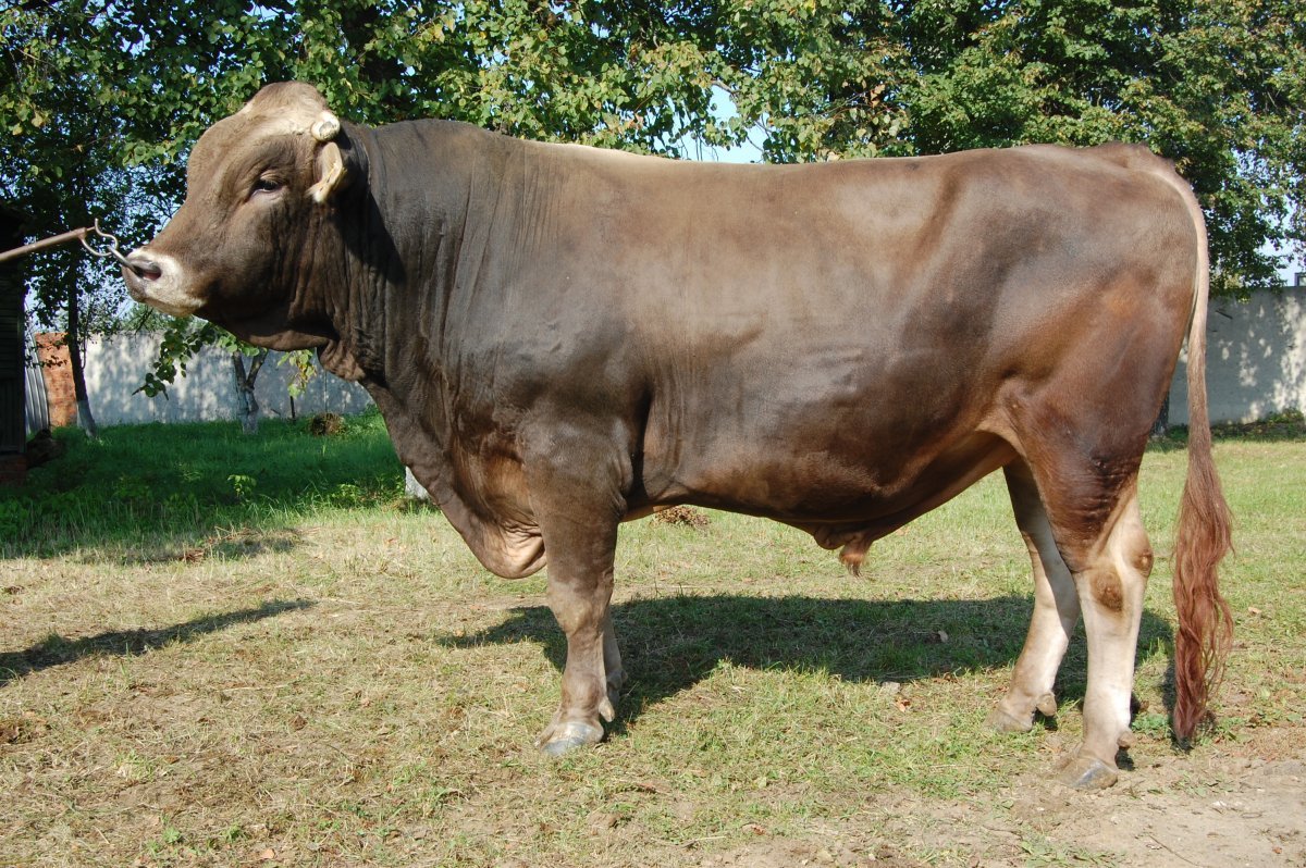 Порода КРС швицы