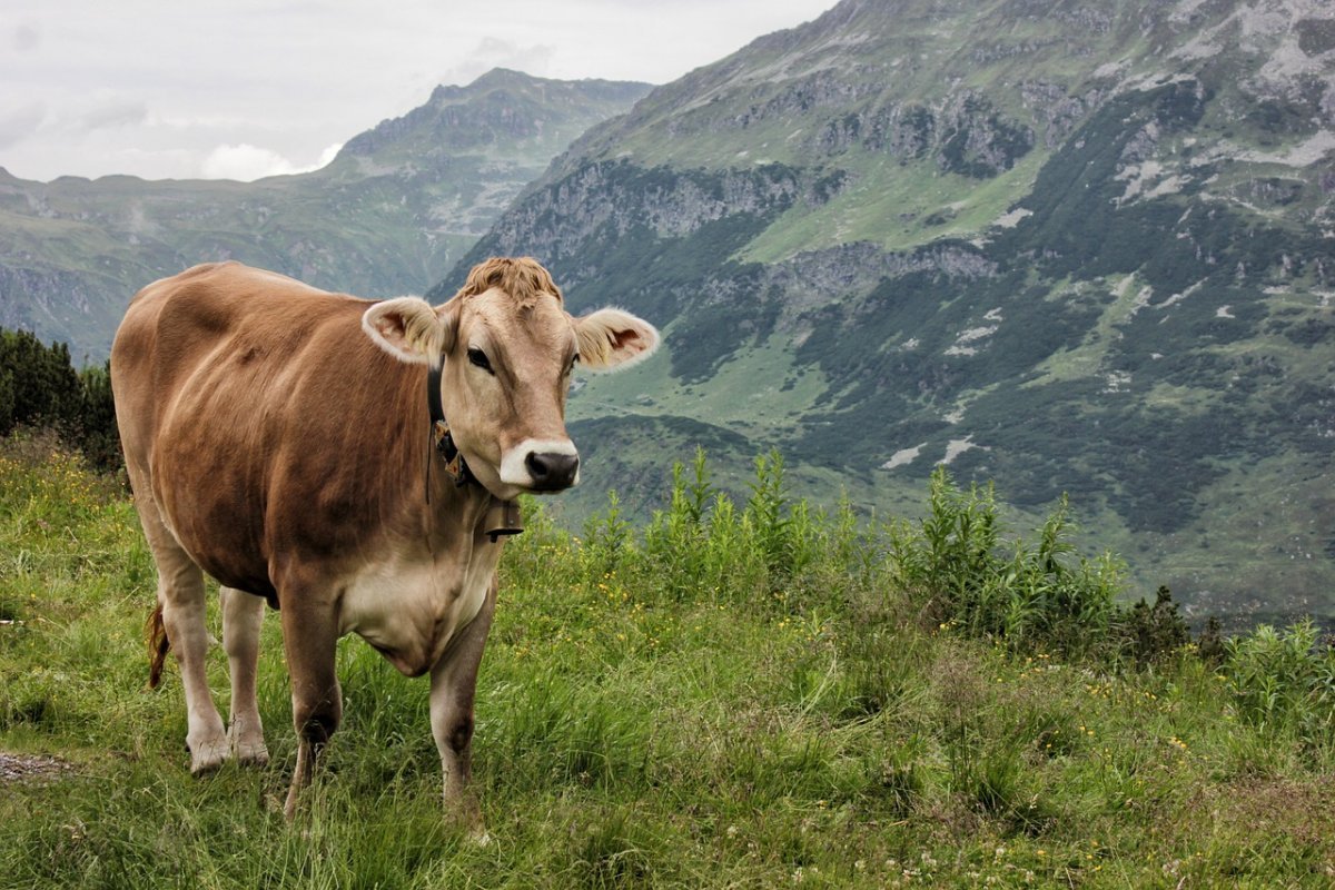 Бык симментал