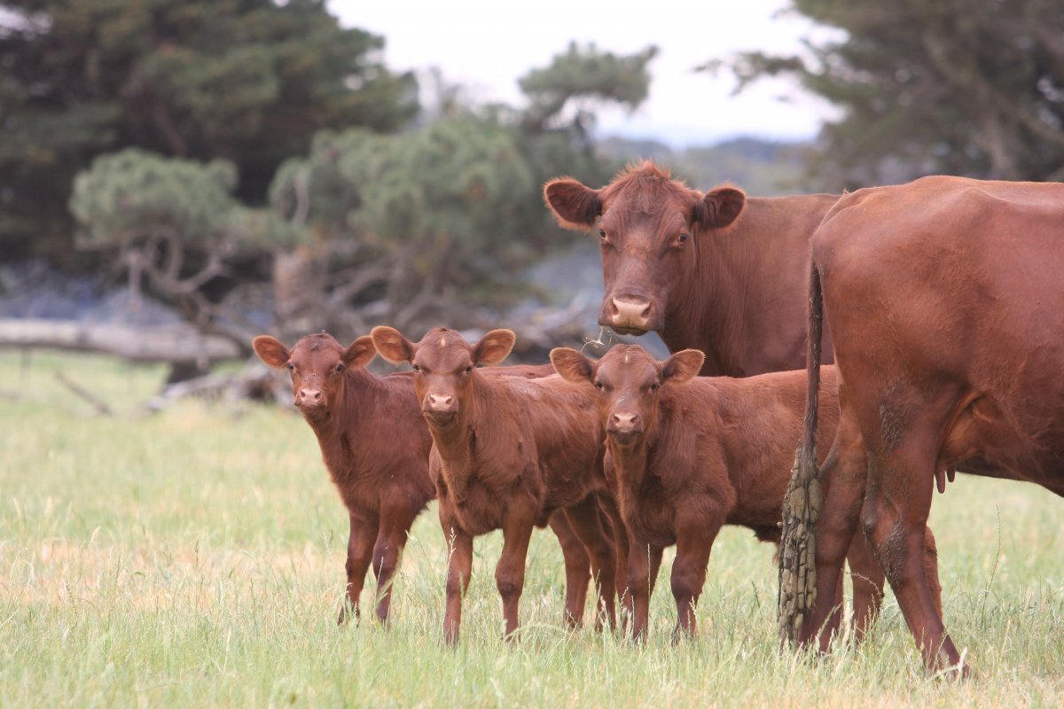 Аулиекольская порода КРС
