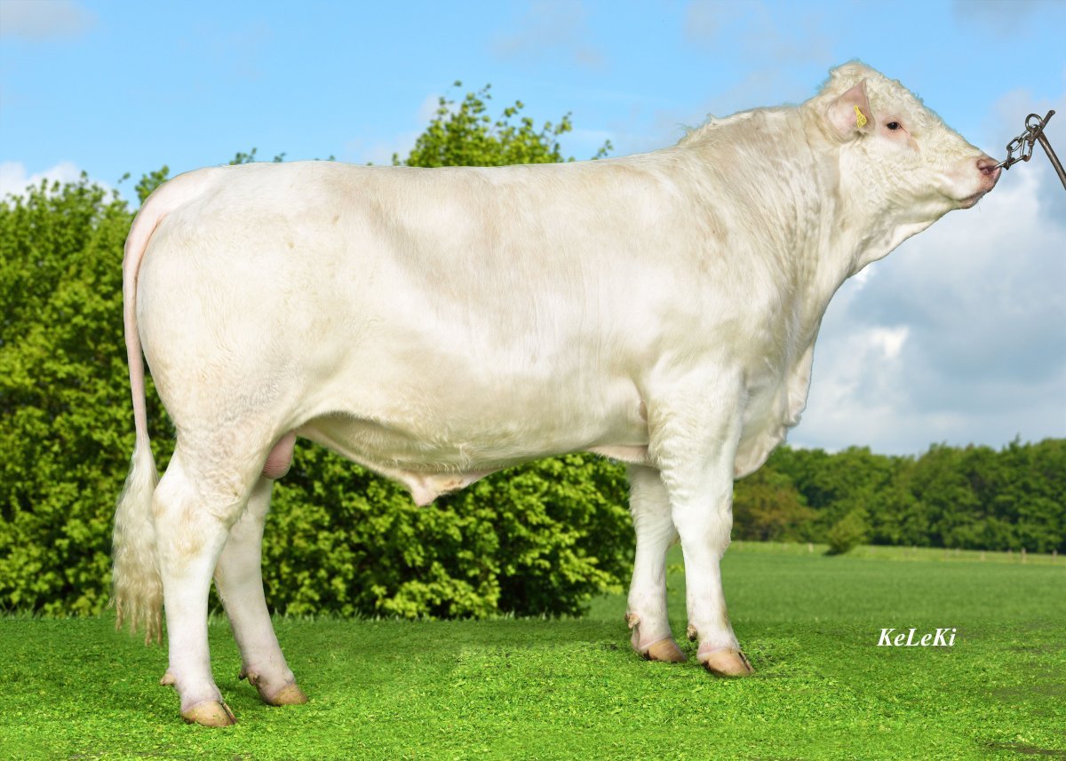 Корова фото