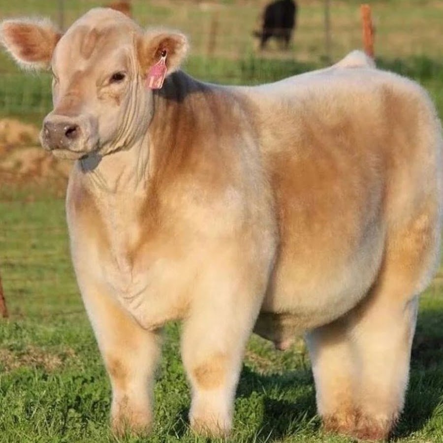 Симментал порода Быков