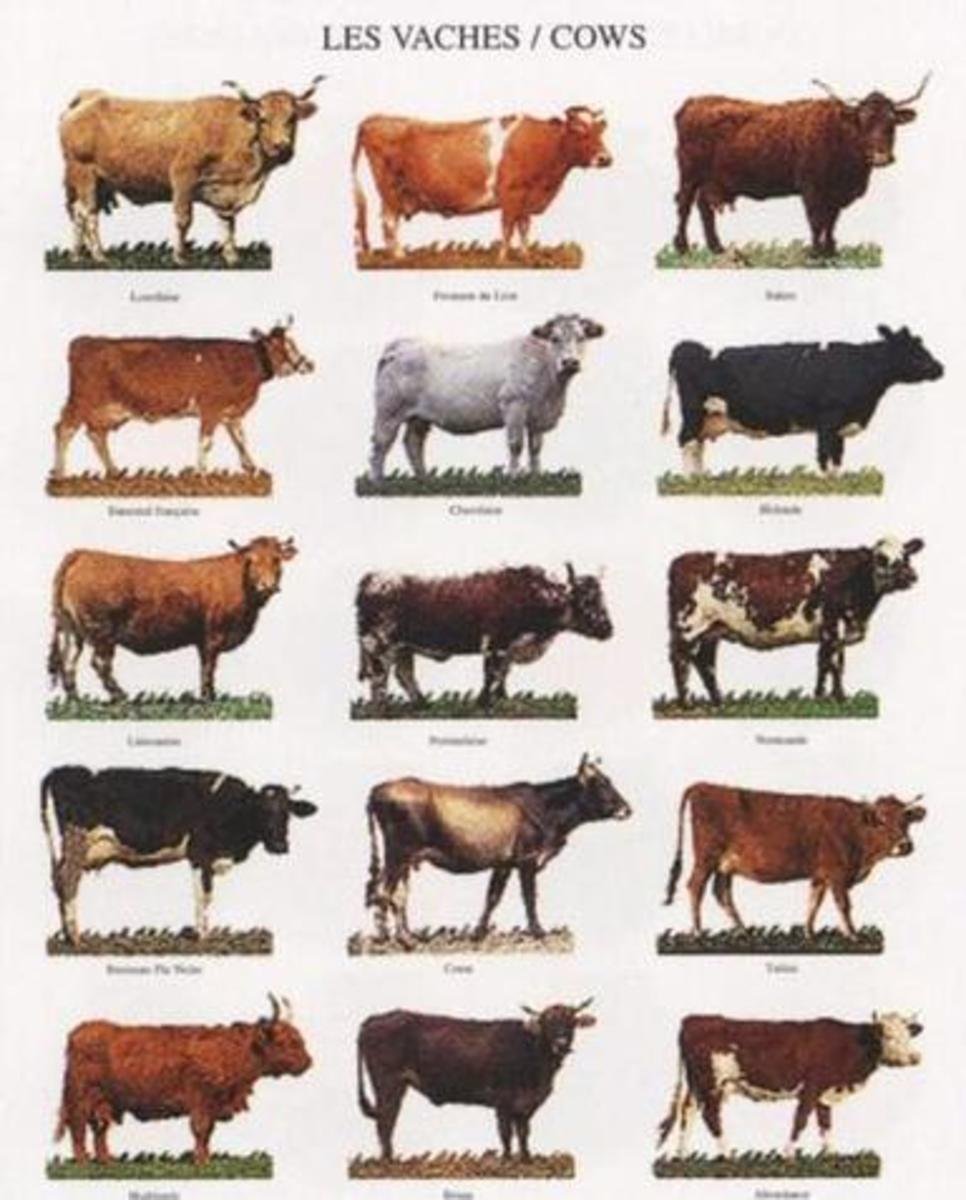 Бурая швицкая порода