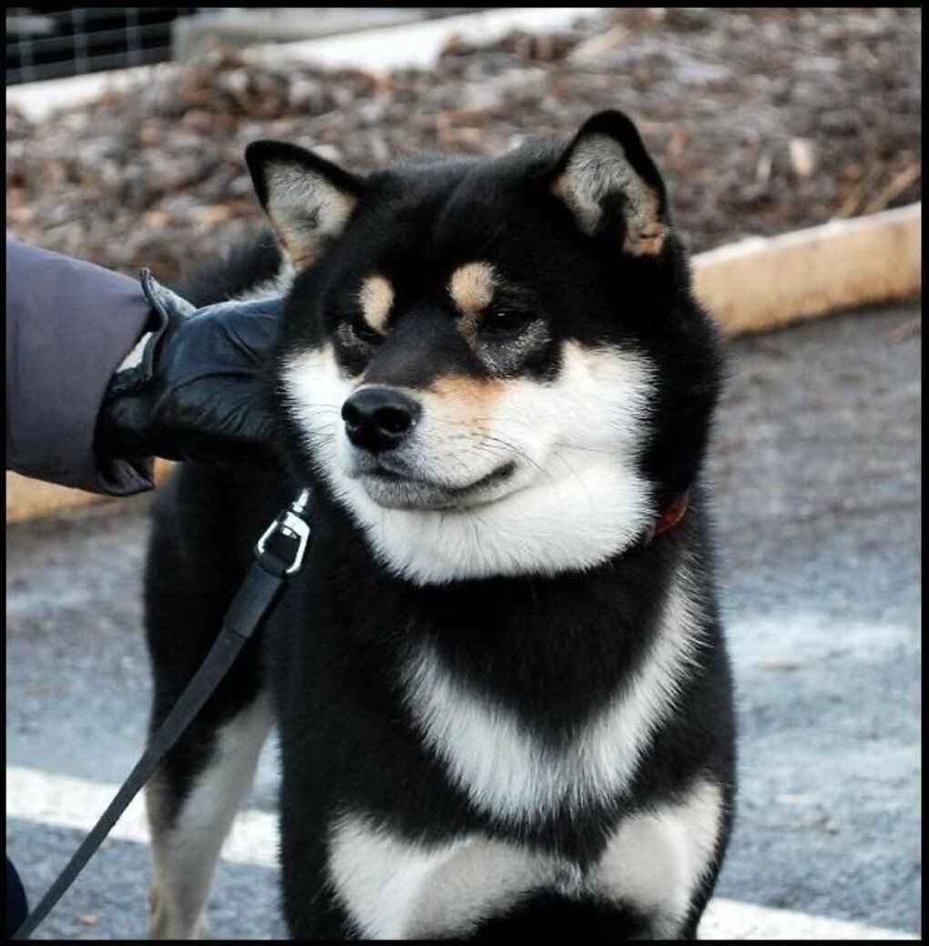 Порода Шиба ину черная