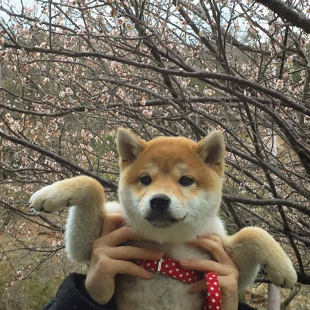 Смесь окрасов сиба ину