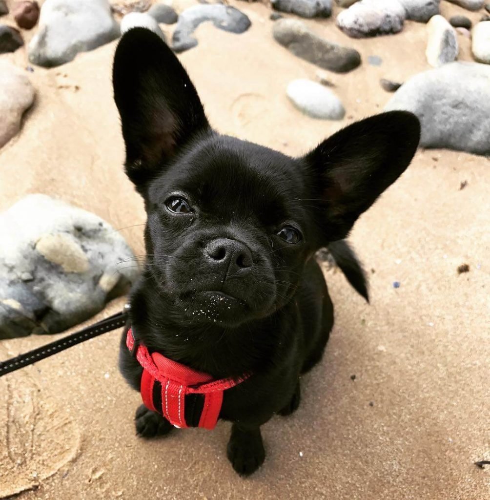 Мопс французский бульдог и английский бульдог