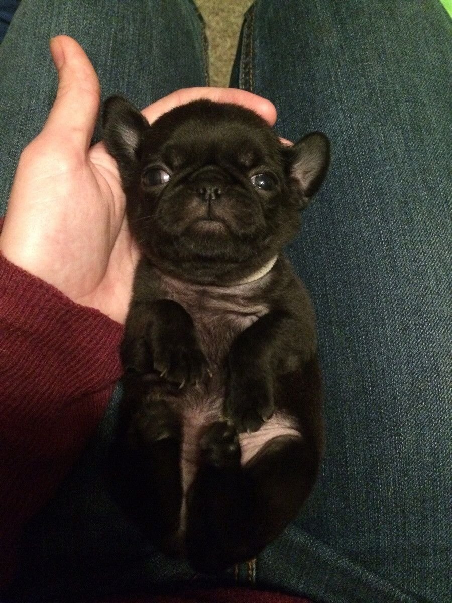 Мопс чих французский бульдог